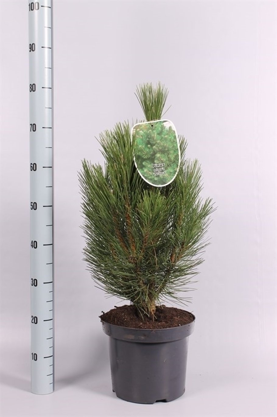 Pinus nigra 'Pyramidalis' - C7.5 40-50 CM